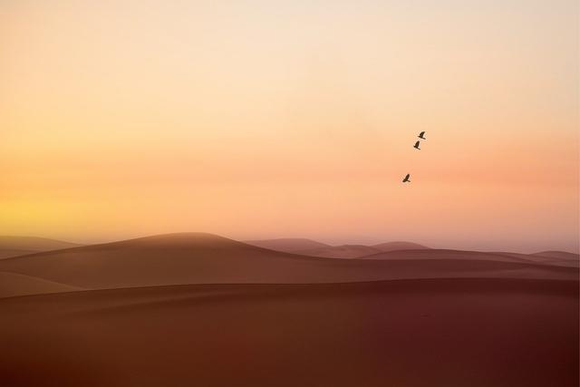 تجربة سفاري في الصحراء